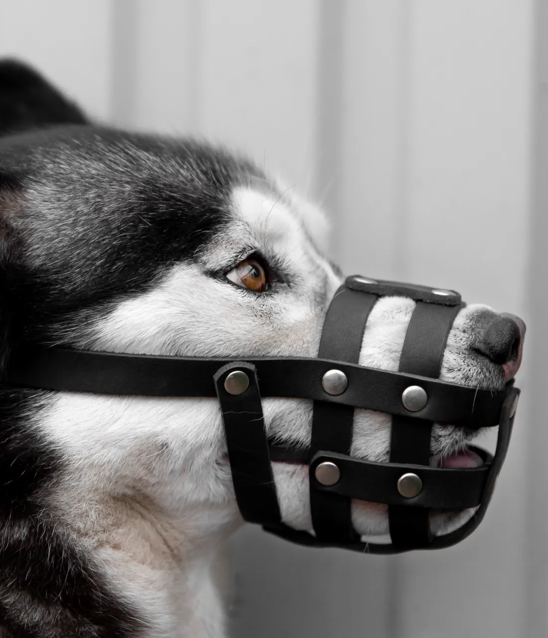 Dog mouth basket