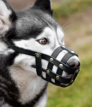 Dog mouth basket