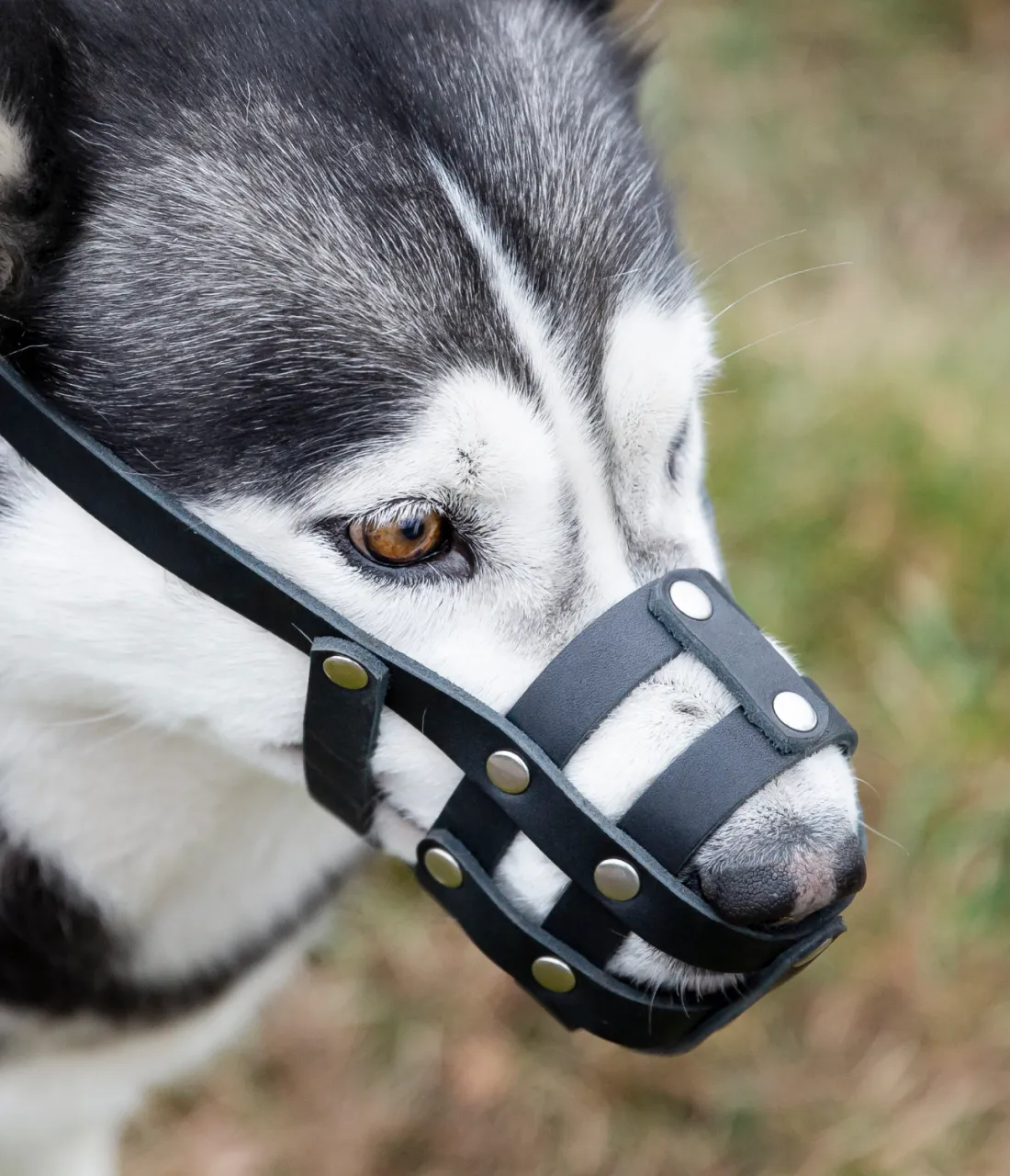 Dog mouth basket