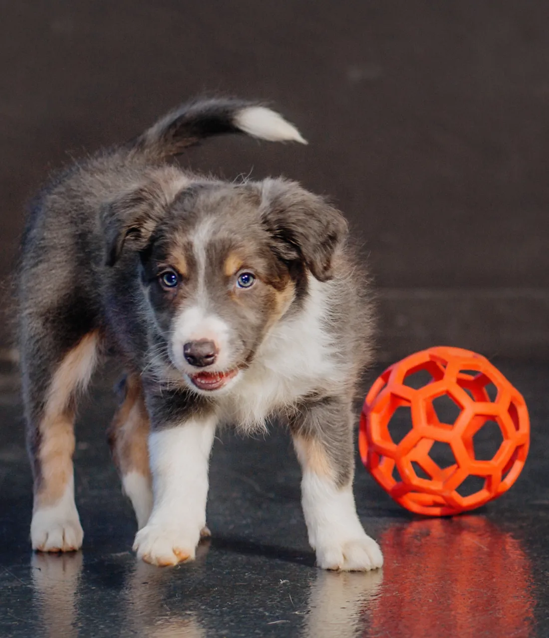 Dog toy ball