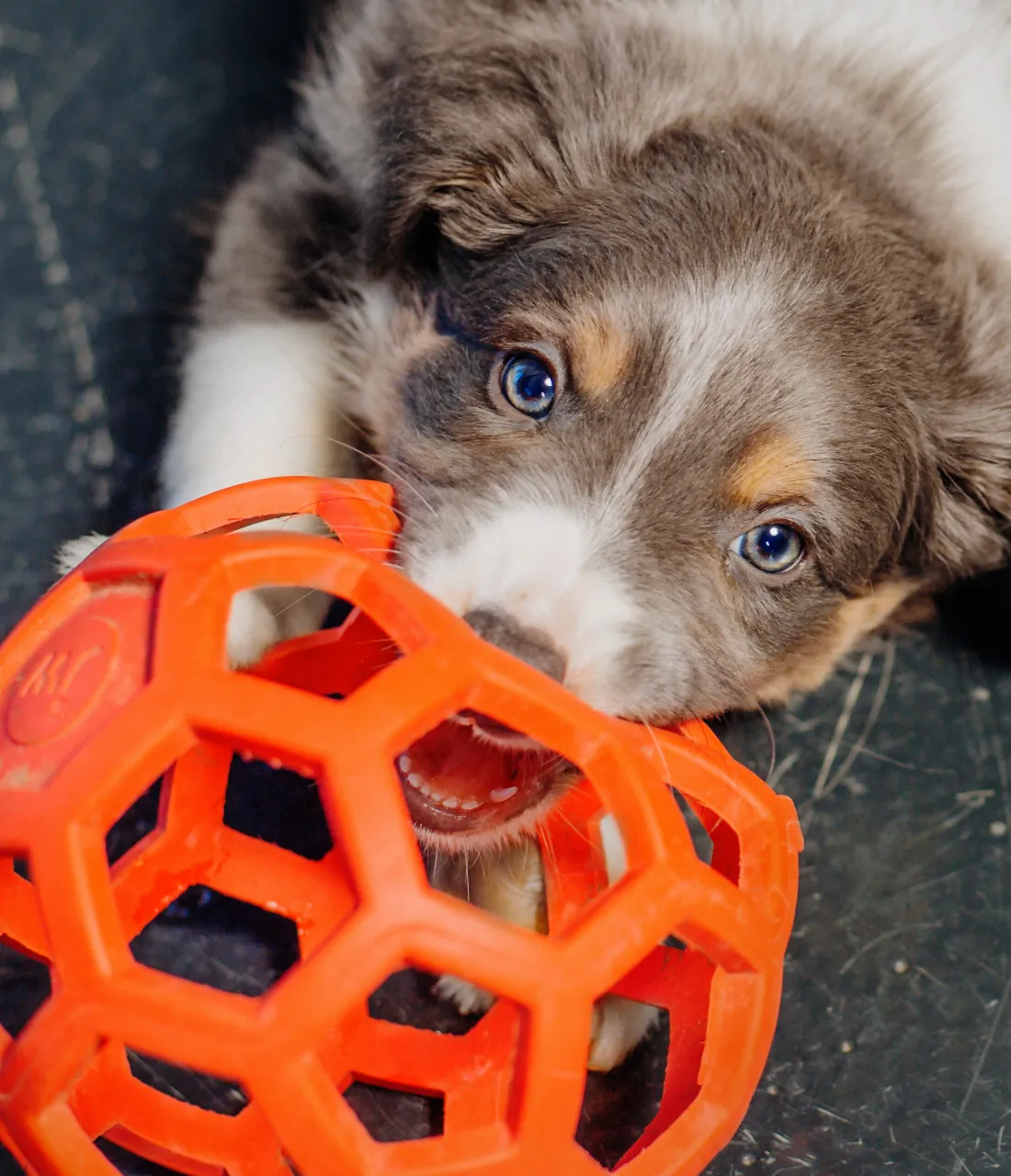 Dog toy ball