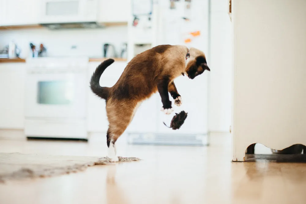 Feline Frenzy Catch a Meowse