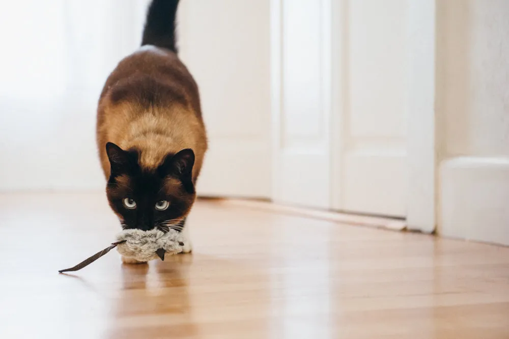 Feline Frenzy Catch a Meowse