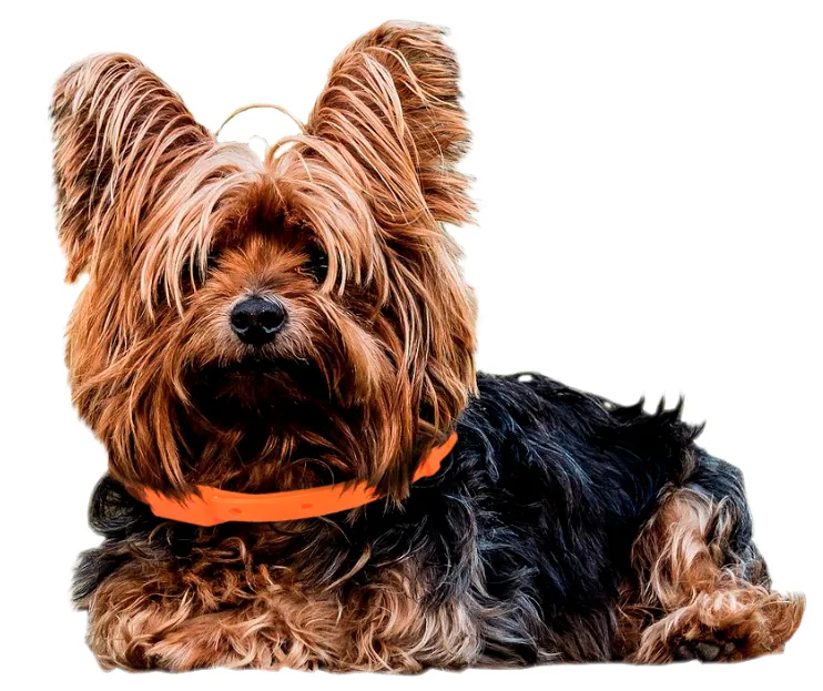 Natural Anti-Flea and Anti-Tick Dog Collar