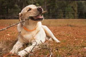 Natural Anti-Flea and Anti-Tick Dog Collar