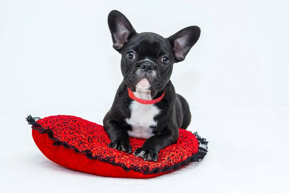Natural Anti-Flea and Anti-Tick Dog Collar