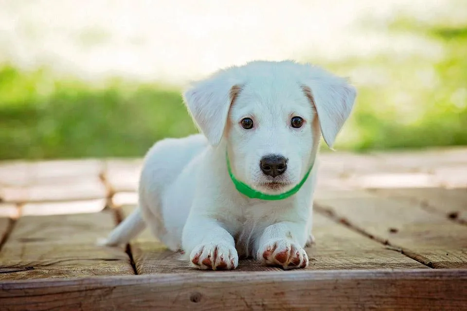 Natural Anti-Flea and Anti-Tick Dog Collar