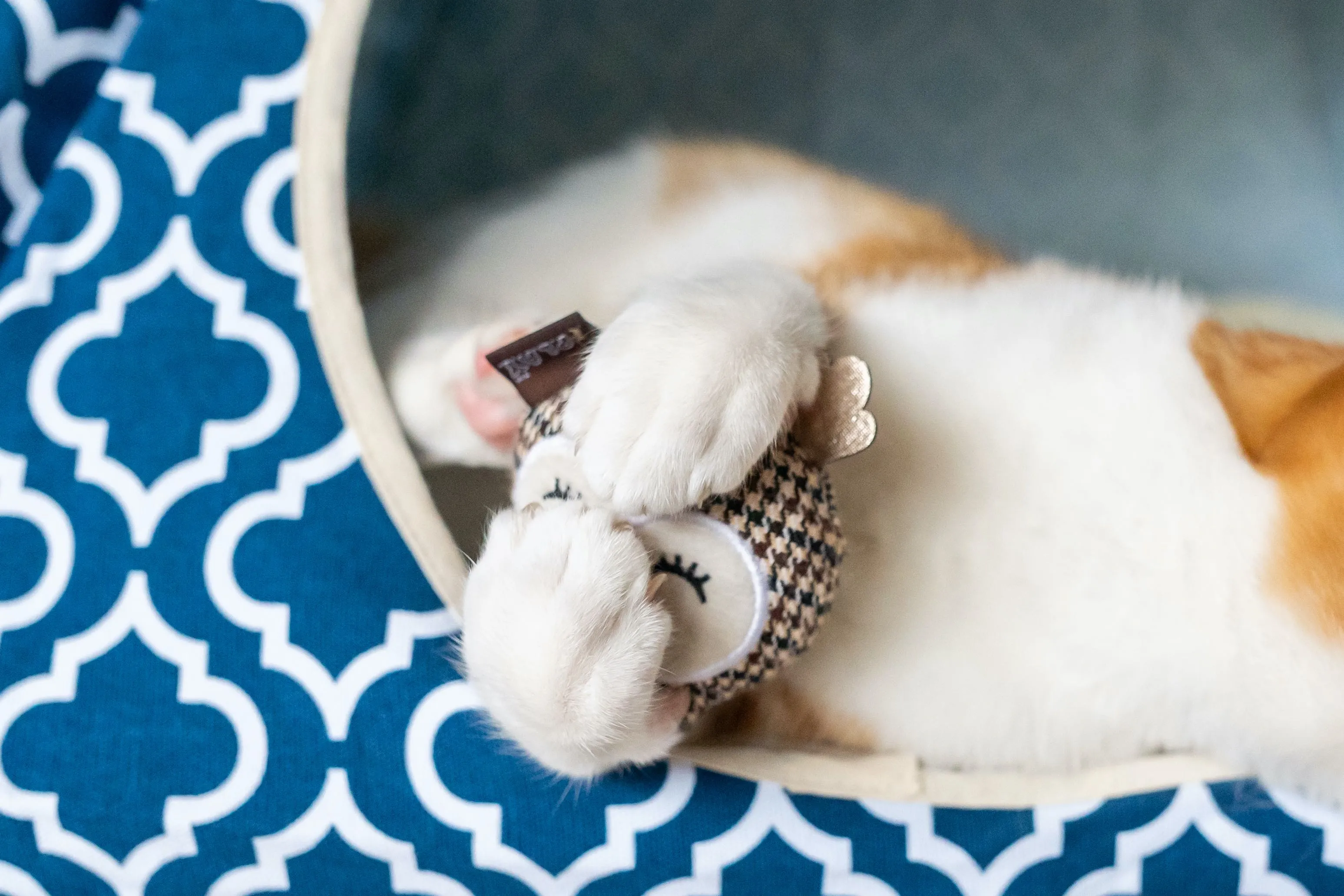 Owls Catnip Toy Set