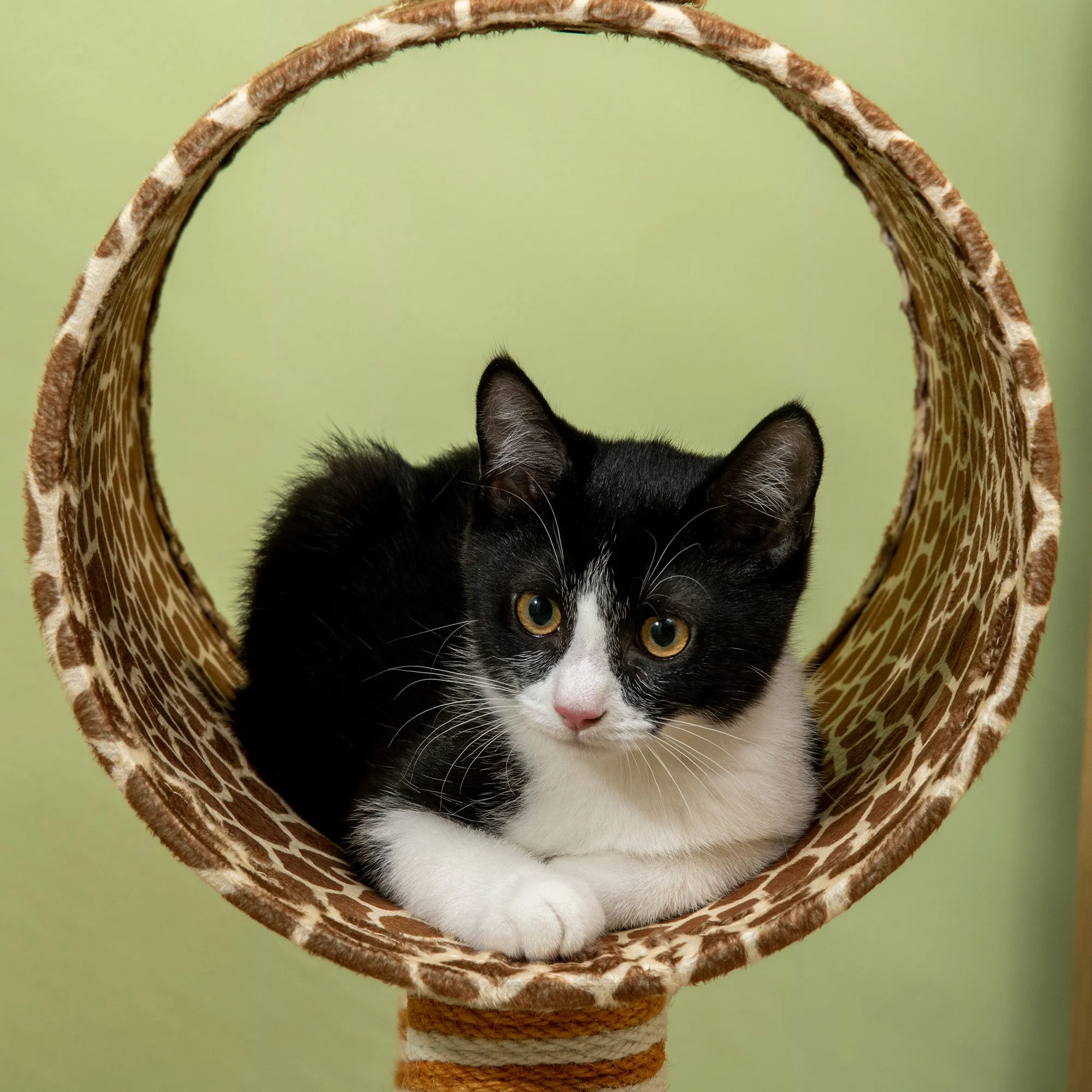 PawHut Cat Tree Cute Giraffe Kitten Play Tower w/ Scratching Posts, Tunnel, Ball